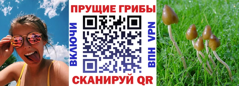 Псилоцибиновые грибы прущие грибы  Спас-Деменск 
